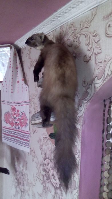 Продам чучало куниці