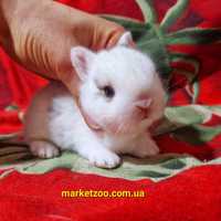 Найменша порода-нідерландський кролик
