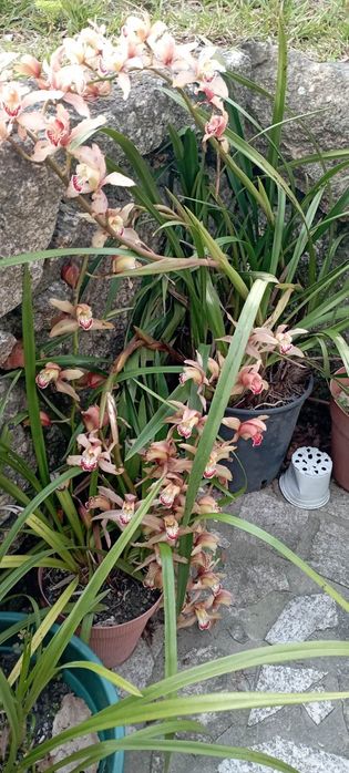 Orquídeas em vaso.
