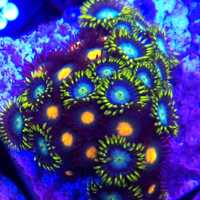 Zoanthus mix koralowiec akwarium morskie koralowce Korale.Pro