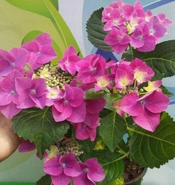 Гортензия крупнолистная розовая