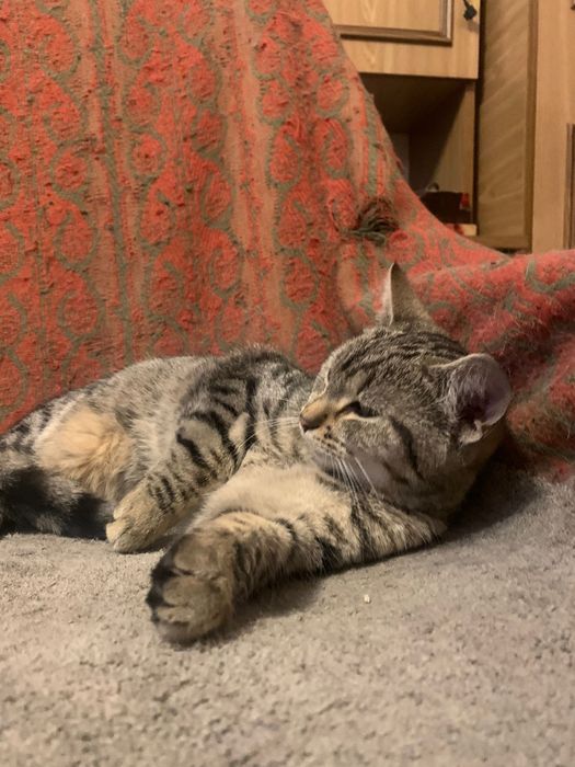 4=5miesięczna kotka szuka domu niewychodzącego