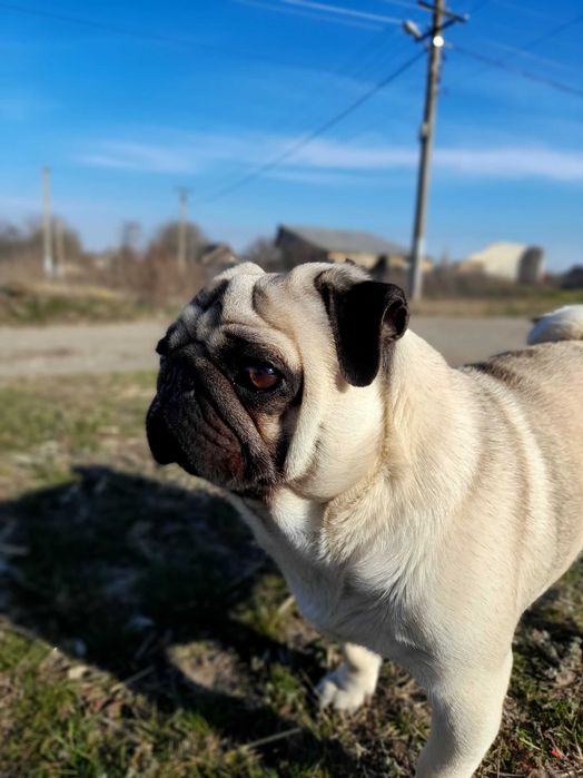 Молодий мопсик, чекає свою дівчинку!)