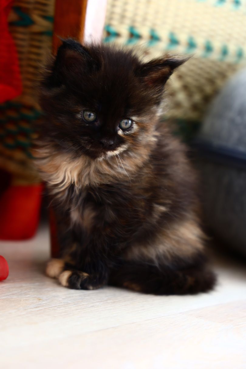 Bella ... Maine Coon