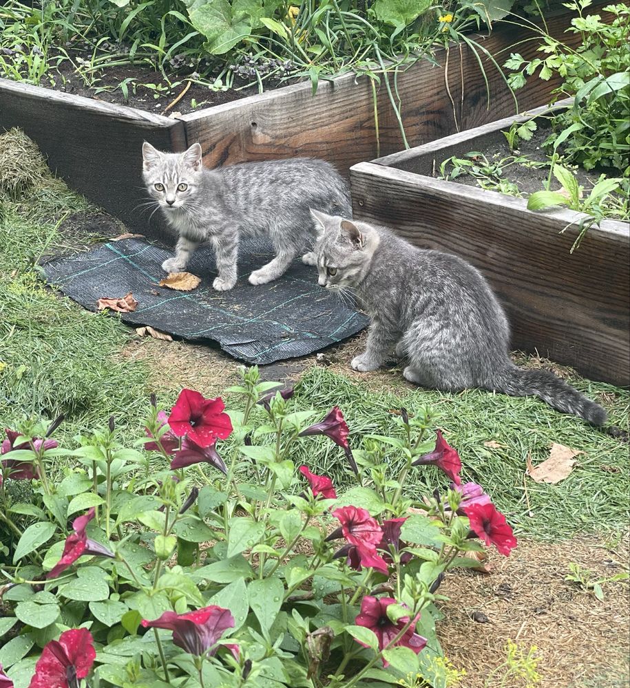 Котенята шукають сімʼю