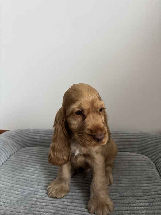 Piesek Cocker spaniel