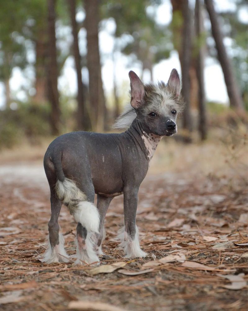 Lyborius Legacy - Chinese Crested Dog