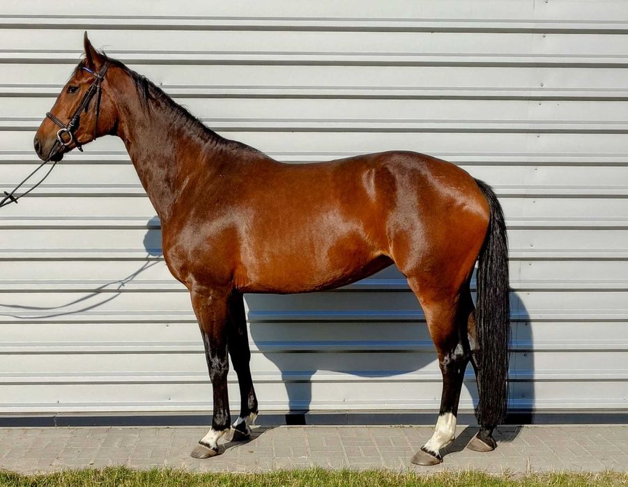 Klacz Hanowerska 5 letnia