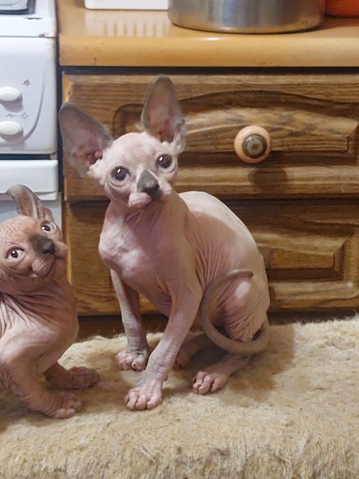 Канадские сфинксы