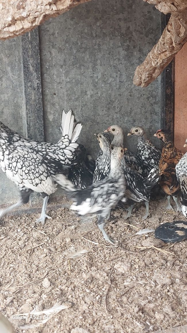 Galinhas Cocos sebright
