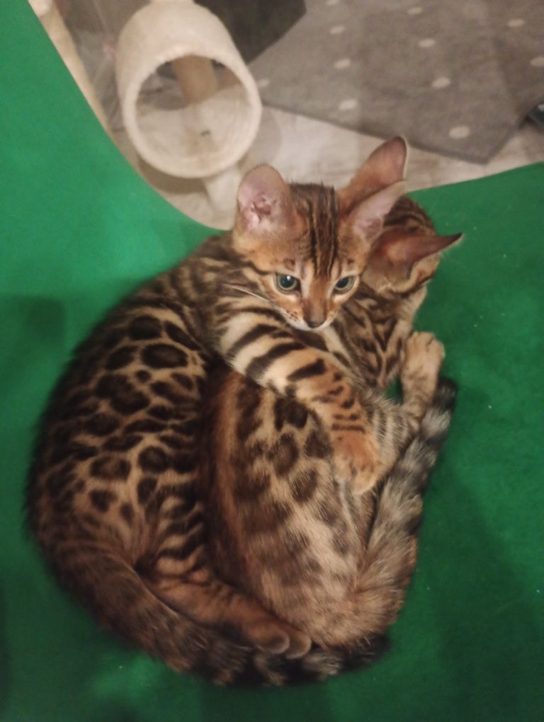 Sprzedam Kotka Bengalskiego