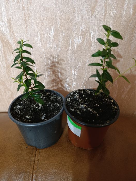 Мирт ,миртове дерево