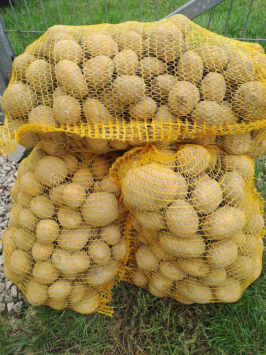 Sprzedam ziemniaki. Wineta