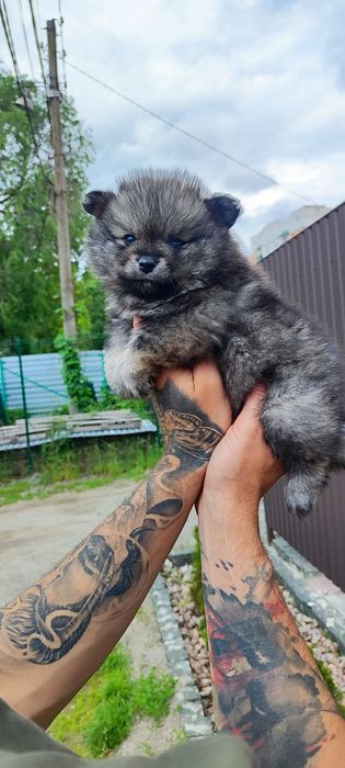 Милі, симпатичні- запитуйте