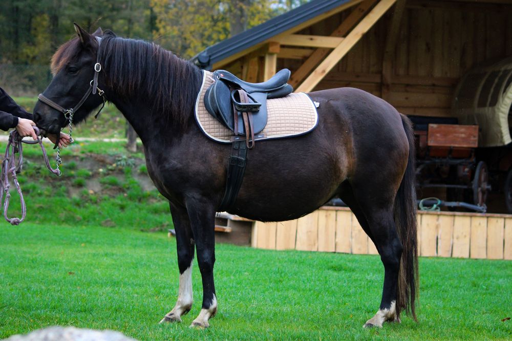 Klacz Huculska źrebna