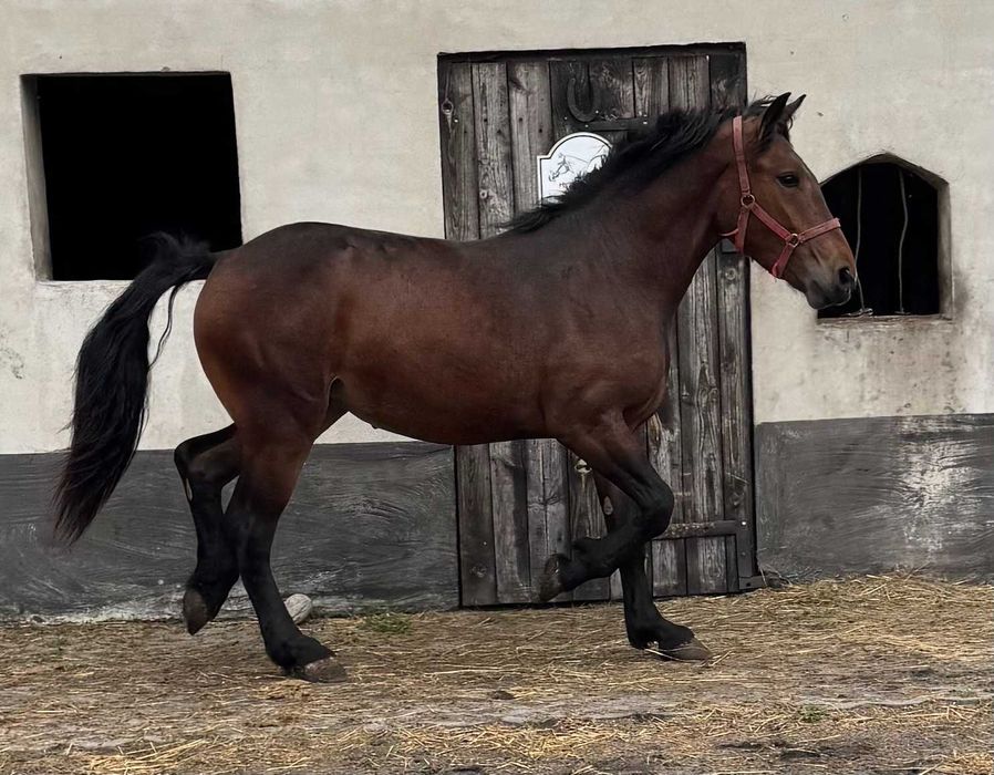 Sprzedam klacz zimnokrwistą
