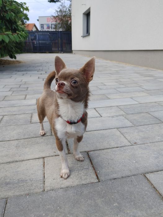 Piękna Chihuahua krótkowłosa liliowa