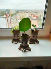 Горщик Грут (Groot) з рослинами ( фікус хлорофіліптум красула )