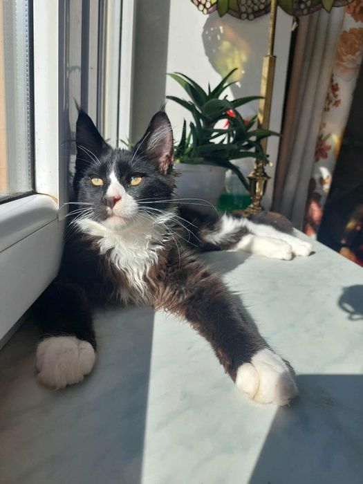 Gotowy do odbioru Kocur Maine Coon z rodowodem FPL