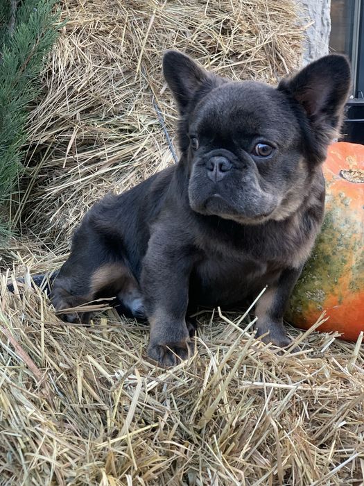 Мальчик мини флаффи