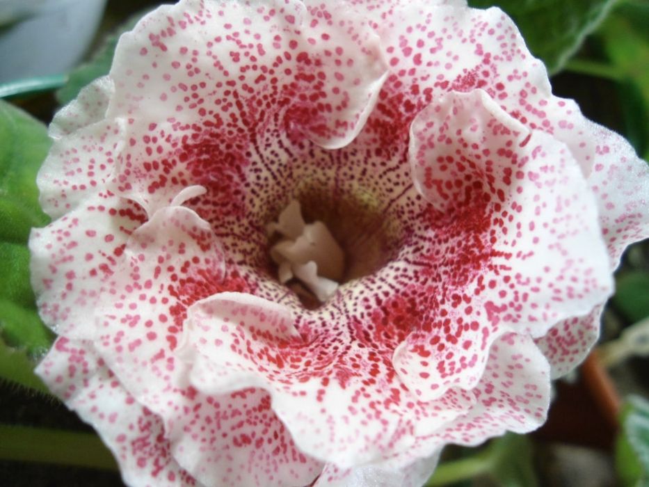 Продаю глоксинии