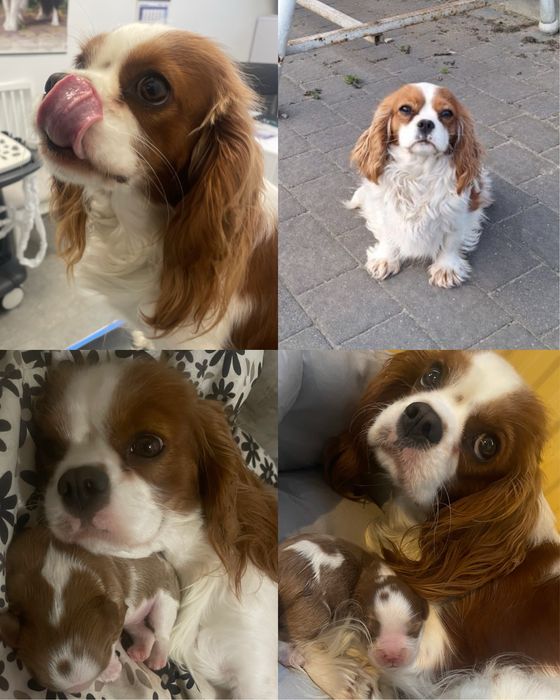 Cavalier king charles spaniel chlopak
