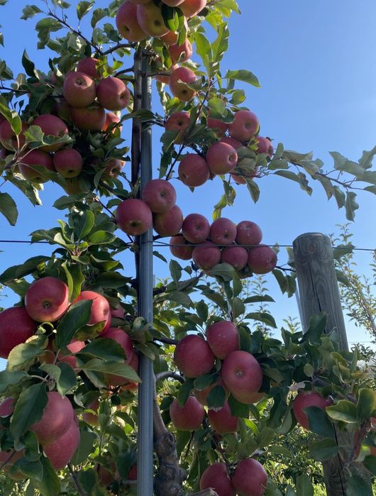 Jabłka odmiana Szampion 10kg, 3zł/kg od producenta.

Wysyłamy paczkoma