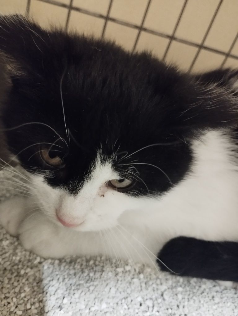 Mały kotek do adopcji :)