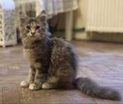Kociczka kotka maine coon szylkret mco fife