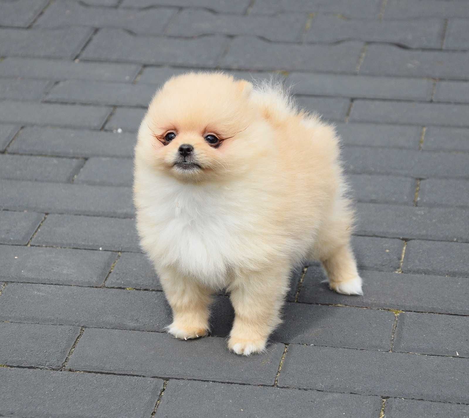 Piesek Pomeranian- Oskar- gotowy na kochający dom