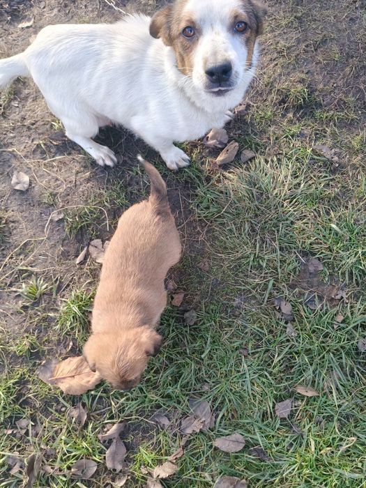 Oddam za darmo szczeniaki