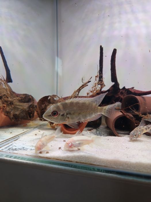 Hoplarchus Psittacus Selvagem