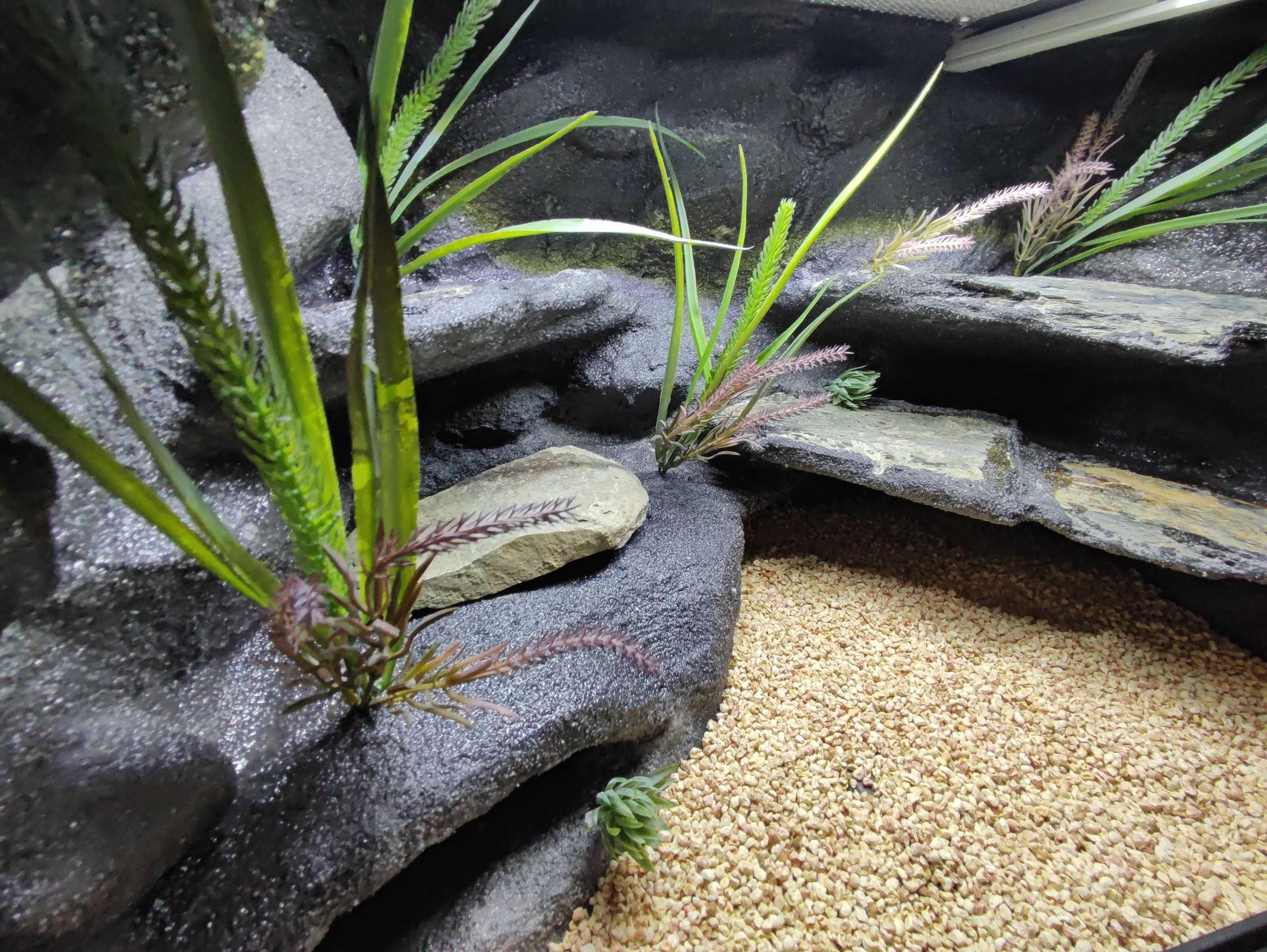 Terrarium pustynne nr739 60/40/40 dla gekona lamparciego DOSTĘPNE