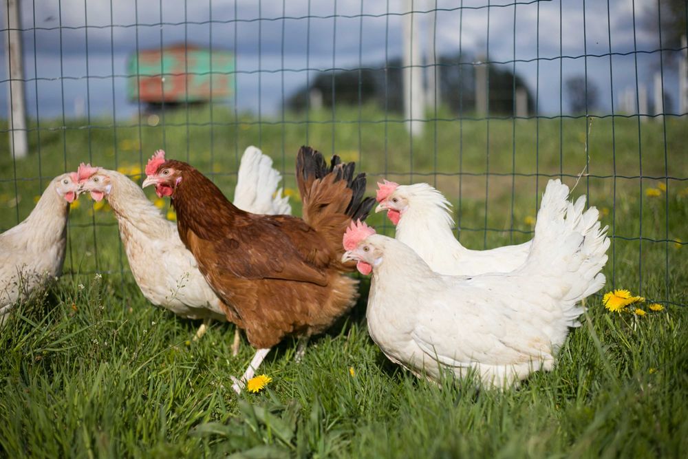 Kurka nioska TETRA tintet z jajkiem odchowana