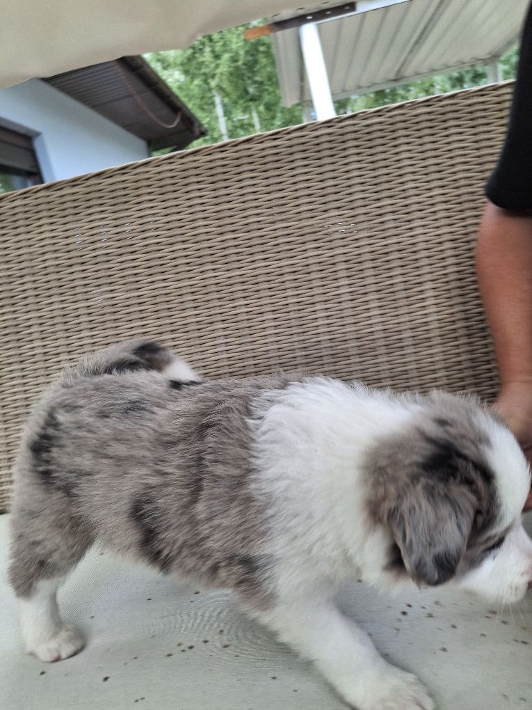 Border collie- chłopiec o oryginalnym umaszczeniu merle ZKwP