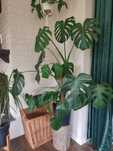 Monstera, kwiat, roślina doniczkowa