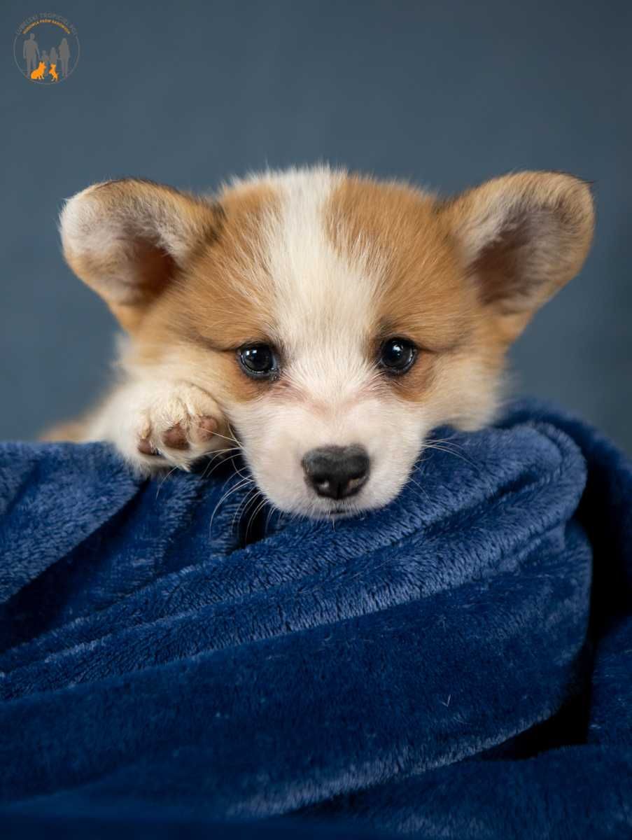 Welsh Corgi Pembroke ZKwP FCI piesek rezerwacja