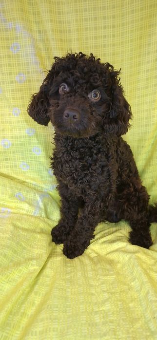 Той-пудель хлопчик красунчик