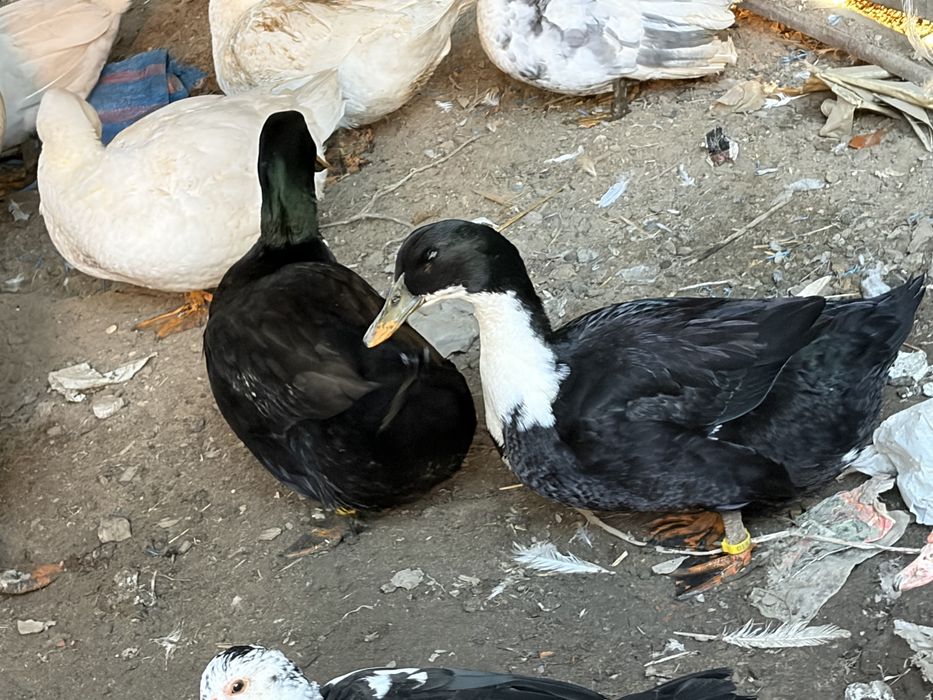 Sprzedam kaczki gesi króli