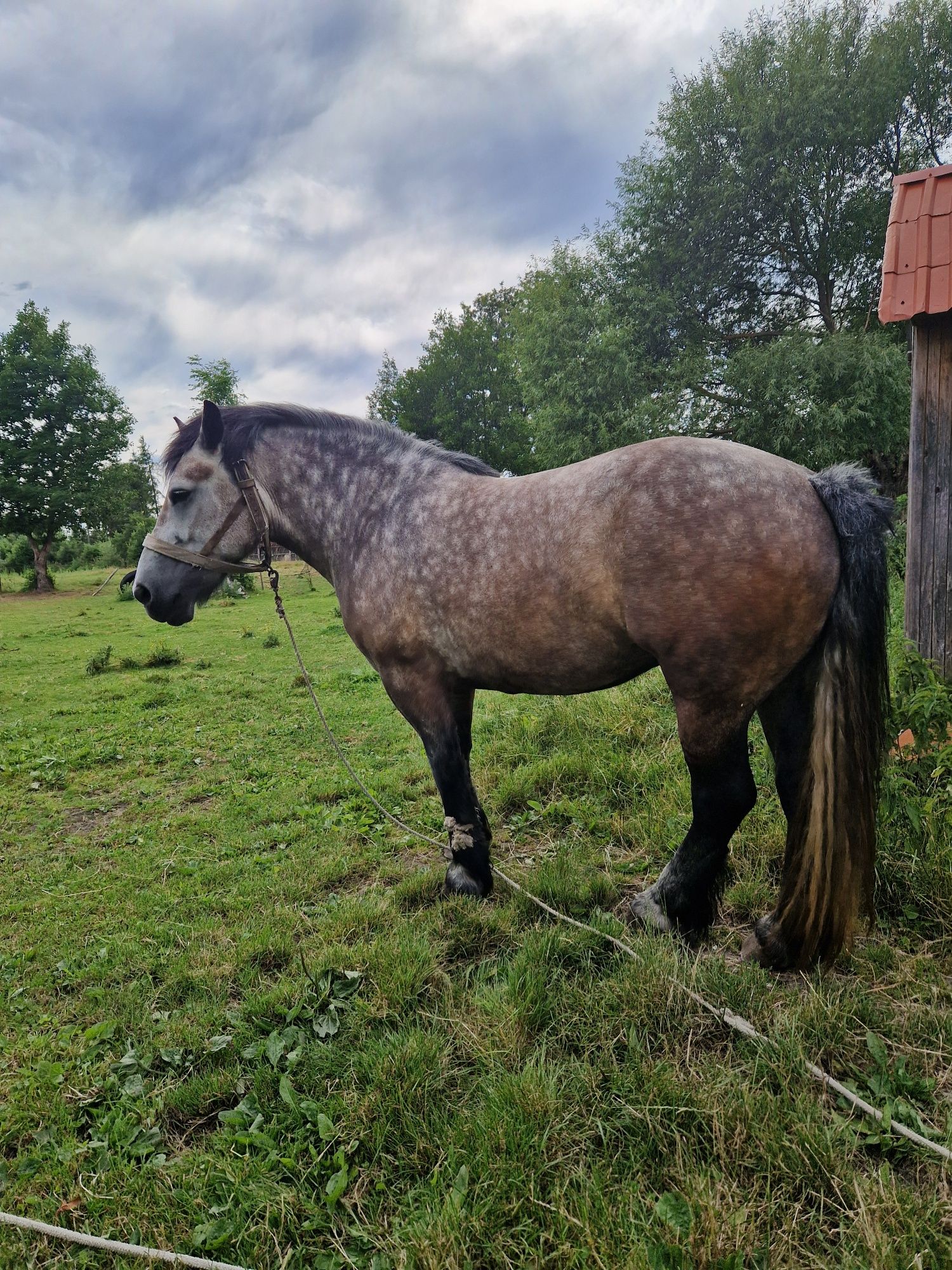 Klacz do dalszego chowu