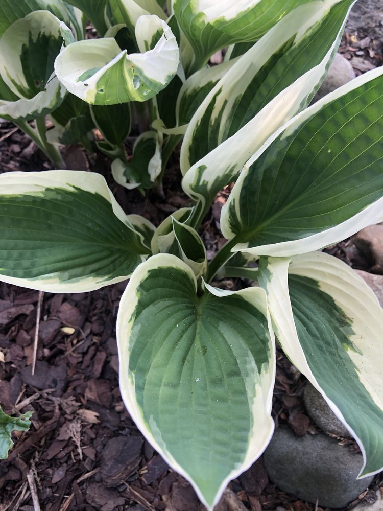 Funkia hosta zadoniczkowana