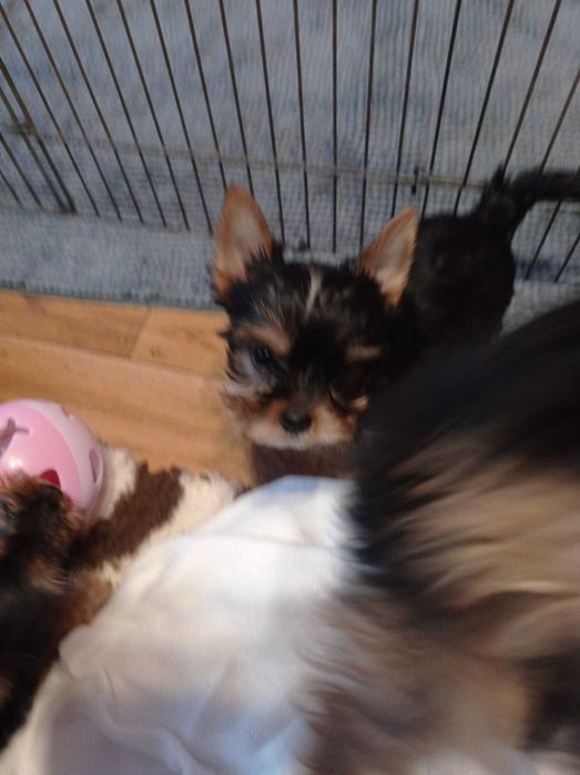 Mały  ,czarny Dodo ,  szczeniaczek Yorkshire   gotowy do zmiany domku