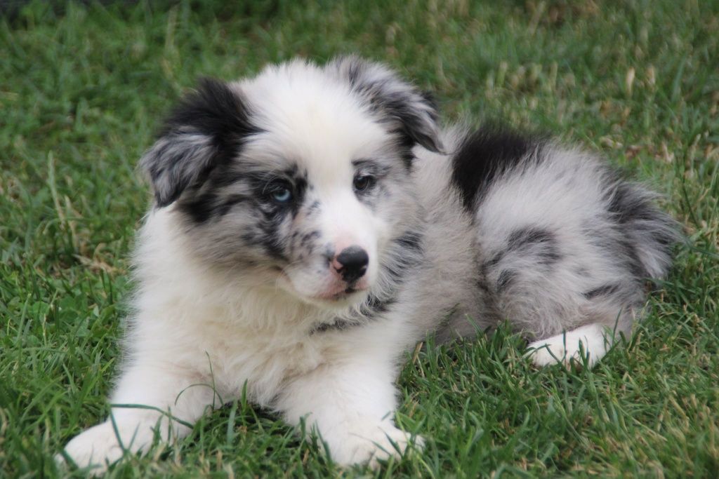 Border collie Cudowny chłopak