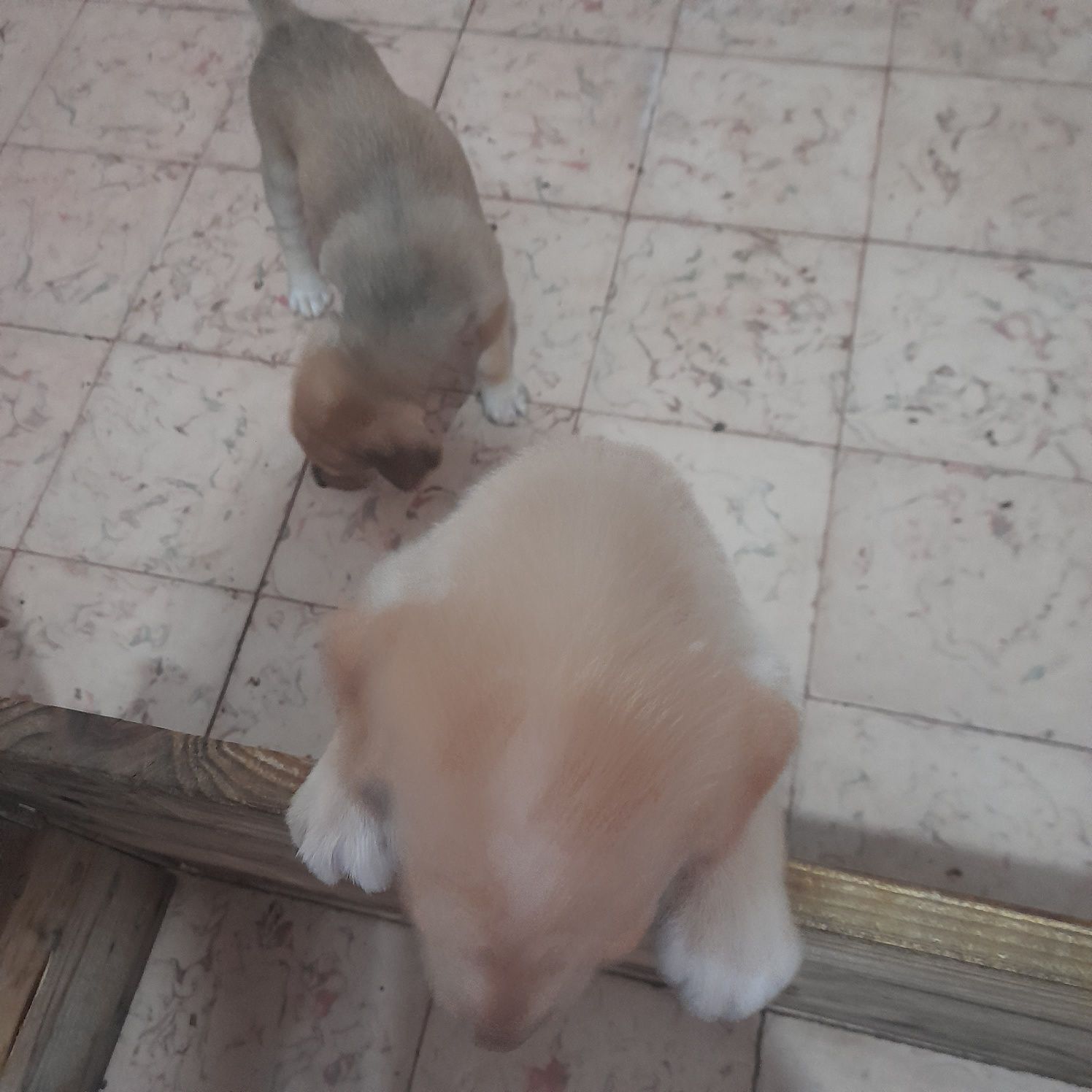 Caezinhos para adocao filhos de labrador