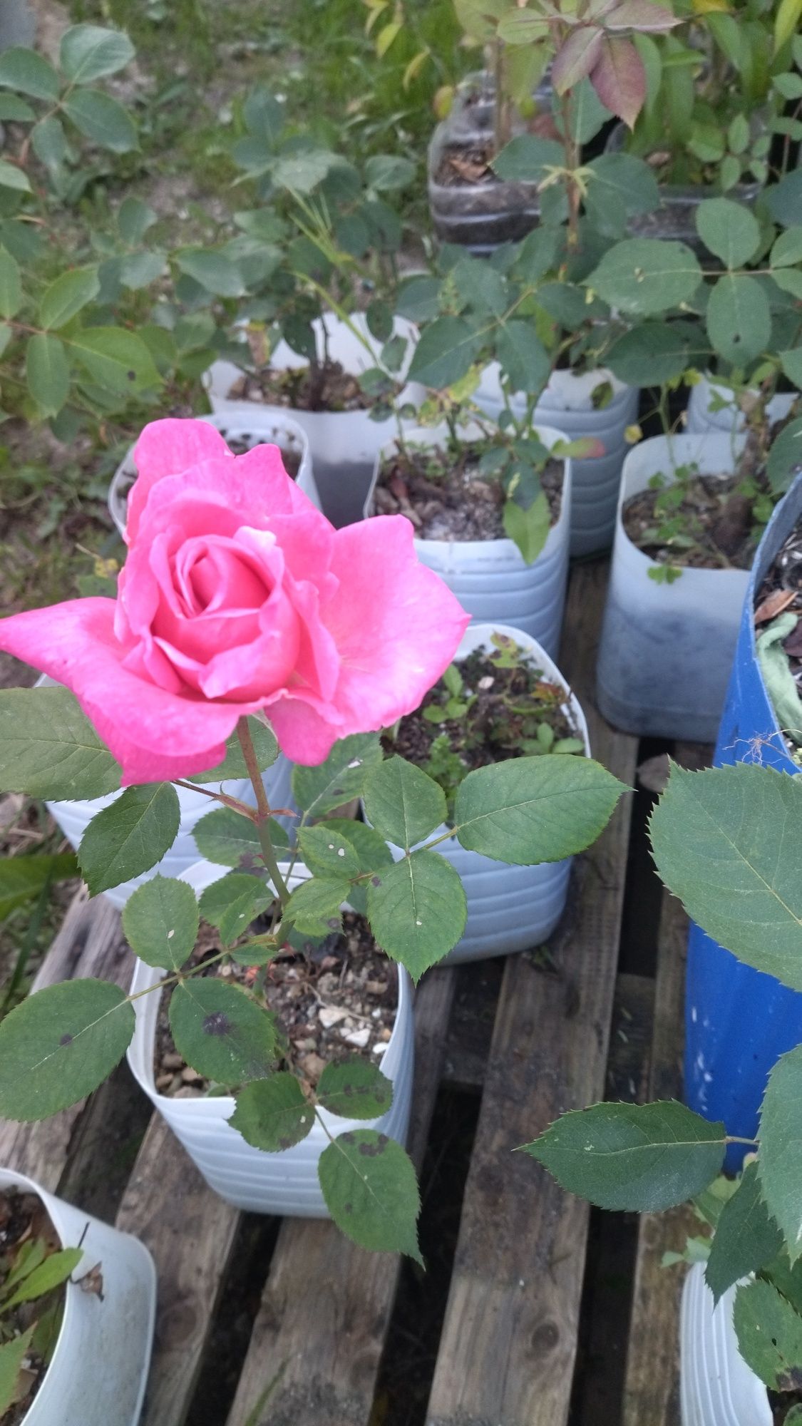 Roseiras para transplante