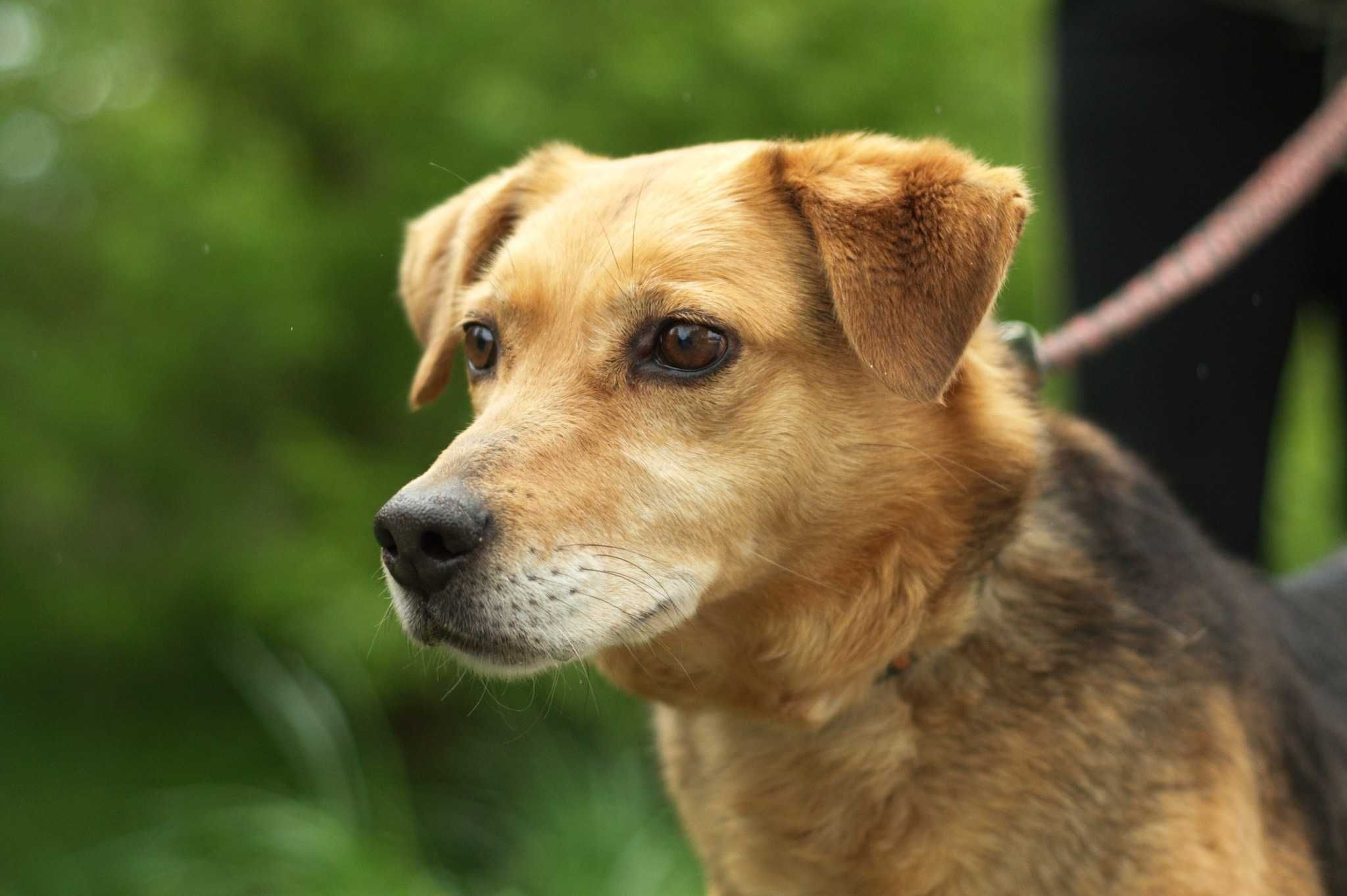 LOSKA - cudowna, aktywna i łagodna sunia do adopcji