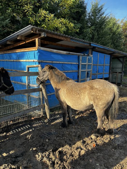Koń polski mor i herbenka