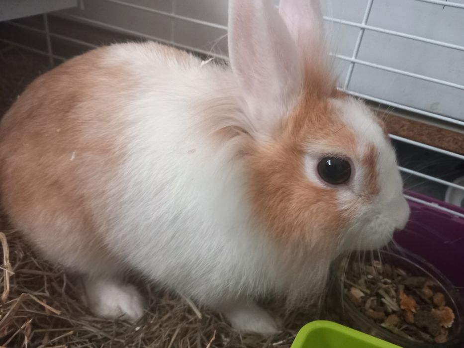 Vendo coelhinha ana com 3 para 4 meses com gaiola