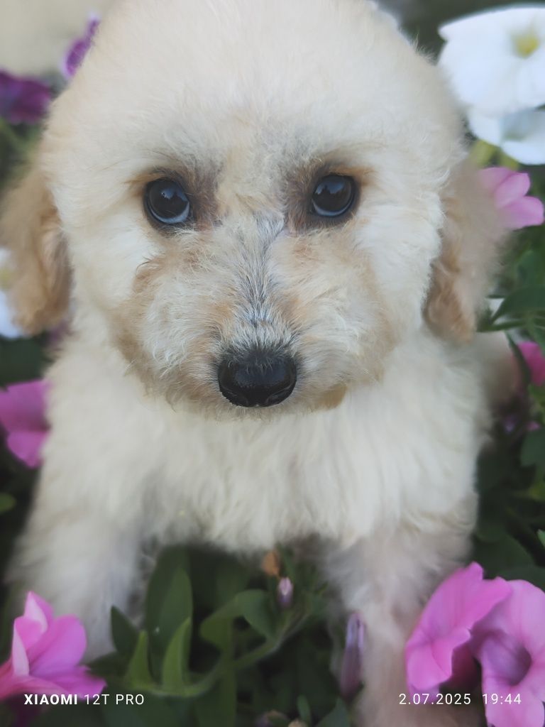 Maltipoo F1 cudowne szczenię