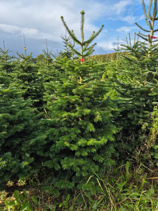 Jodła Kaukaska z plantacji cięta lub w donicy - tuchoinki.pl PLANTACJE